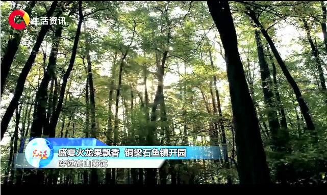 《见证》盛夏火龙果飘香 铜梁石鱼镇开园