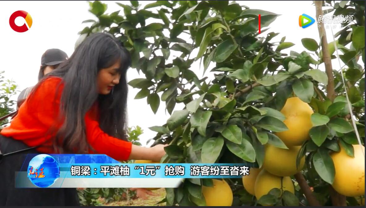 《见证》铜梁：平滩柚“1元”抢购 游客纷至沓来